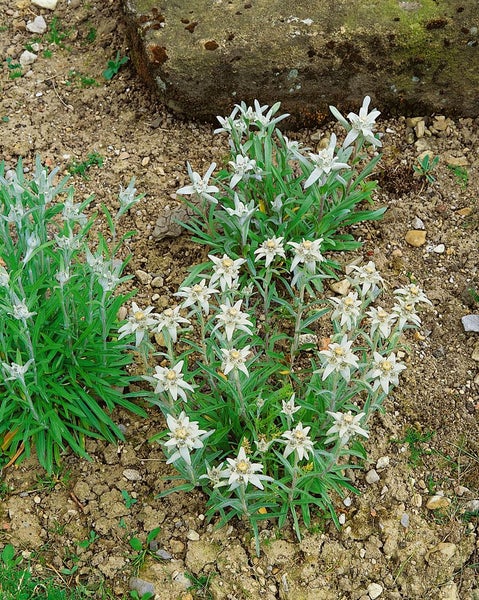 Leontopodium alpinum, Edelweiß, ca. 9x9 cm Topf