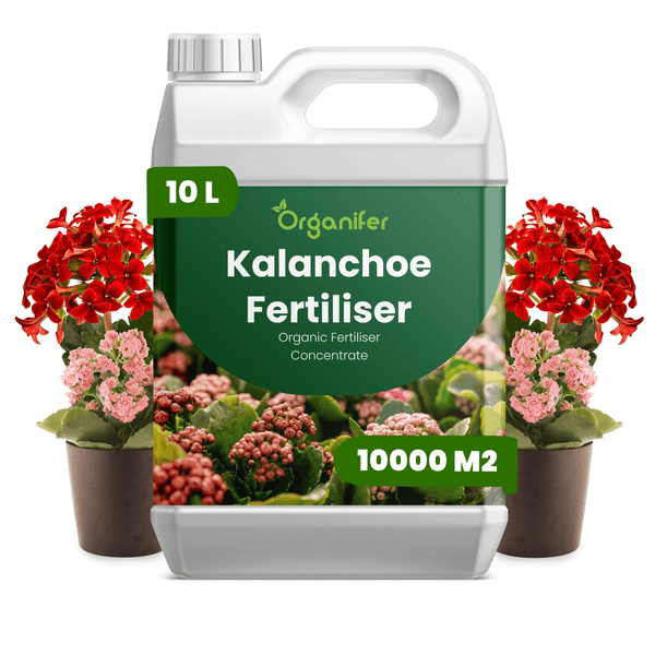 Organifer Kalanchoe Dünger, 10 Liter organisches Konzentrat für circa 10000 Quadratmeter, Kanister neben blühenden Kalanchoe Pflanzen.