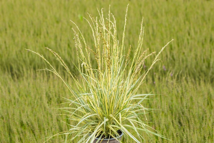 Molinia caerulea 'Variegata', Moorgras, gestreift, ca. 9x9 cm Topf