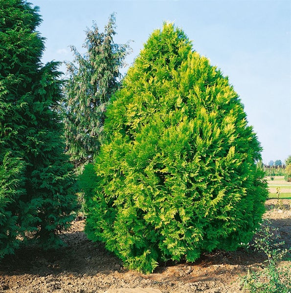 Chamaecyparis lawsoniana 'Erecta Aurea', Gelbe Scheinzypresse, 30–40 cm