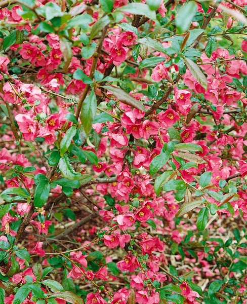 Chaenomeles 'Rubra', Zierquitte, rot, 40–60 cm