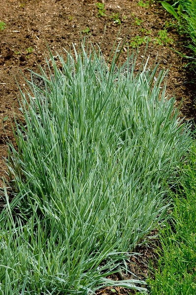 Arrhenatherum elatius ssp. bulbosum 'Variegatum', Ziergras, ca. 9x9 cm Topf