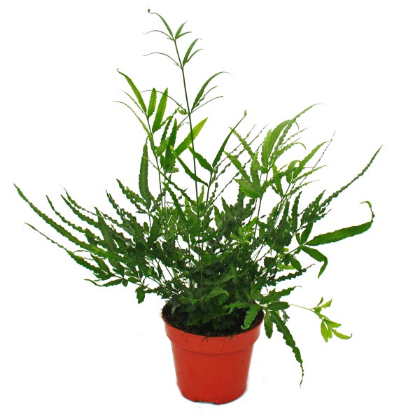 Grüner Saumfarn Pteris cretica in einem Kunststofftopf.