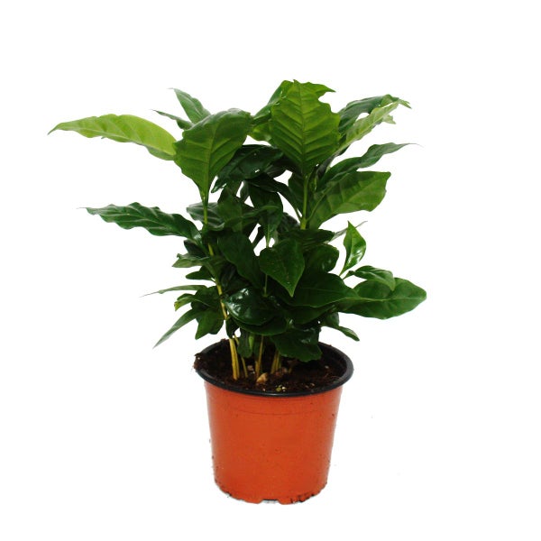 Exotenherz - Kaffeepflanze - Coffea arabica -  1 Pflanze - pflegeleicht - luftreinigend - 12cm Topf