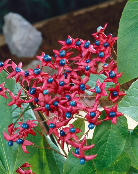 Clerodendrum trichotomum fargesii, Harlekinblume, 60–80 cm