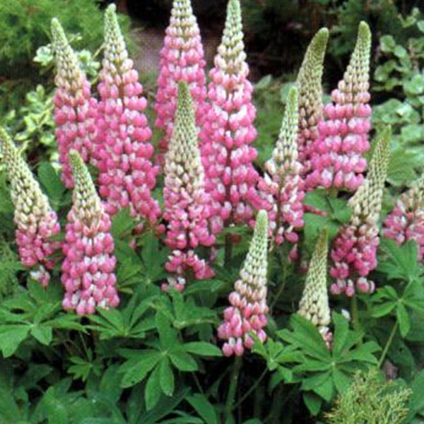 Nahaufnahme von rosa blühenden Lupinen im Garten.