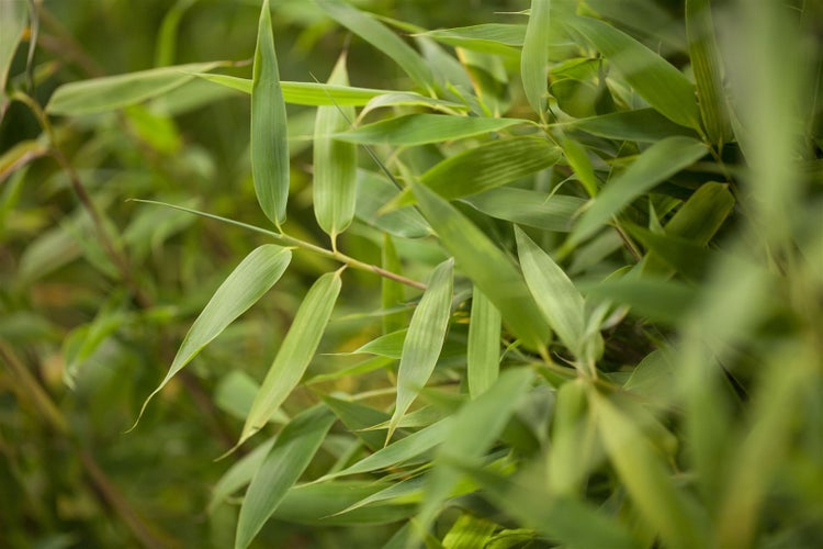 Fargesia murieliae 'Simba', Bambus, 60–80 cm, winterhart