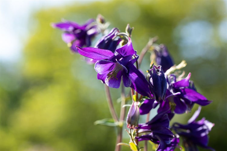 Aquilegia alpina, Alpen-Akelei, blau, ca. 9x9 cm Topf