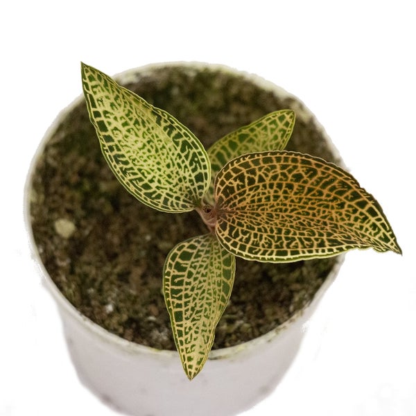 Juwelorchidee - Ludisia Topaz - Mini-Erdorchidee mit ausgefallenen Blättern - 6cm Topf