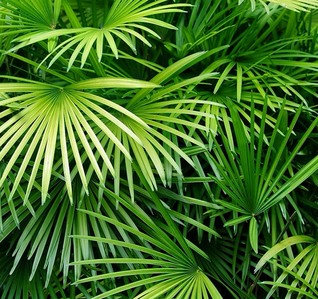 Trachycarpus fortunei 150 - 180 cm Palme Hanfpalme, winterhart bis -19°C