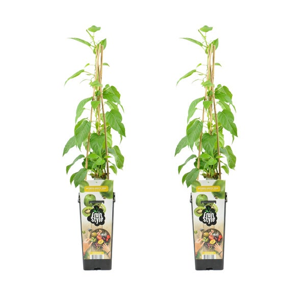 Zwei Mini-Kiwi-Pflanzen Actinidia arguta Issai im Topf mit Stützstäben und Etiketten.