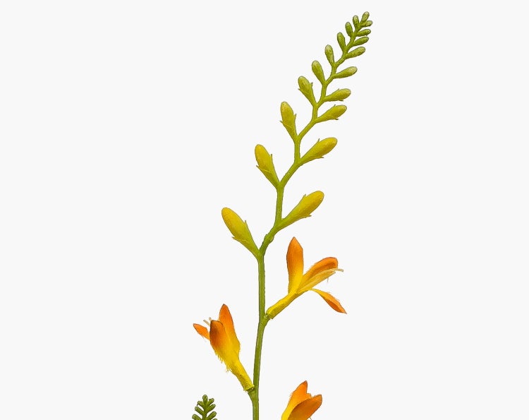 Crocosmia Montbretia mit orange-gelben Blüten und grünen Knospen an einem Stiel.