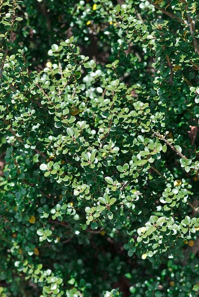 Ilex crenata 'Dark Green', Japanische Stechpalme, immergrün, 60–80 cm