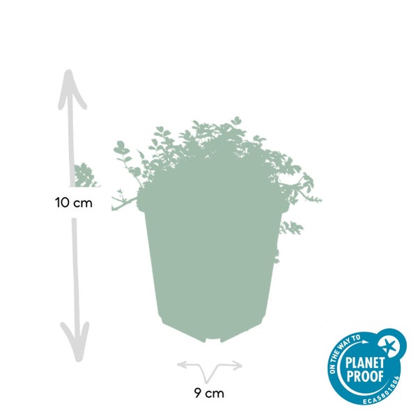 Bodendecker - Braunrotes Stachelnüsschen - Acaena microph. 'Kupferteppich' - 9cm Topf - 6 Pfanzen