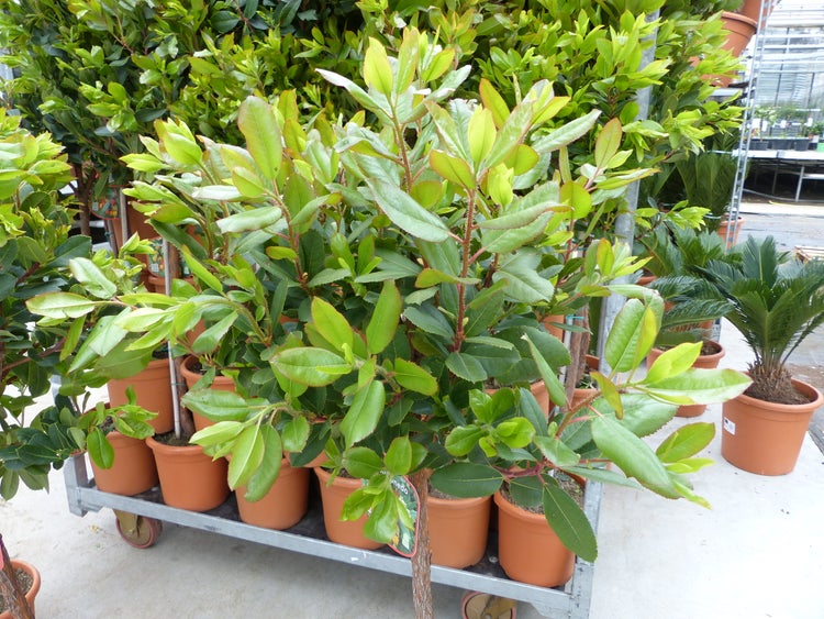 Erdbeerbaum Arbutus unedo in Töpfen auf einem Transportwagen in einem hellen und übersichtlichen Gartencenter.