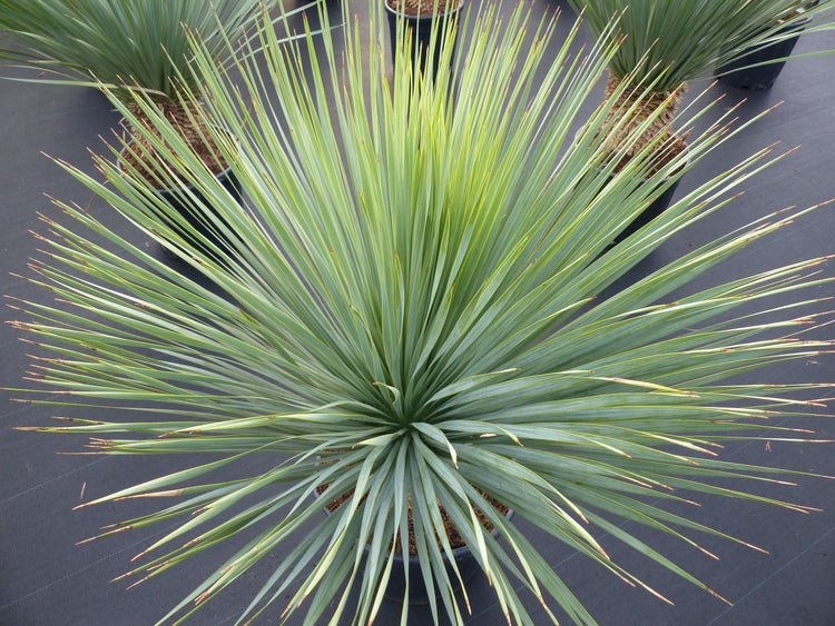 Yucca Rostrata  Palme 160 - 170 cm, Stamm 60 - 70 cm winterhart