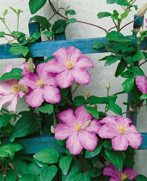 Clematis Hybrid 'Comtesse de Bouchaud', rosa Blüten, 60–100 cm