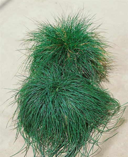 Zwei Grasbüschel für den Garten