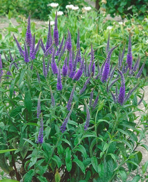 Veronica longifolia, Ehrenpreis, blau, ca. 9x9 cm Topf