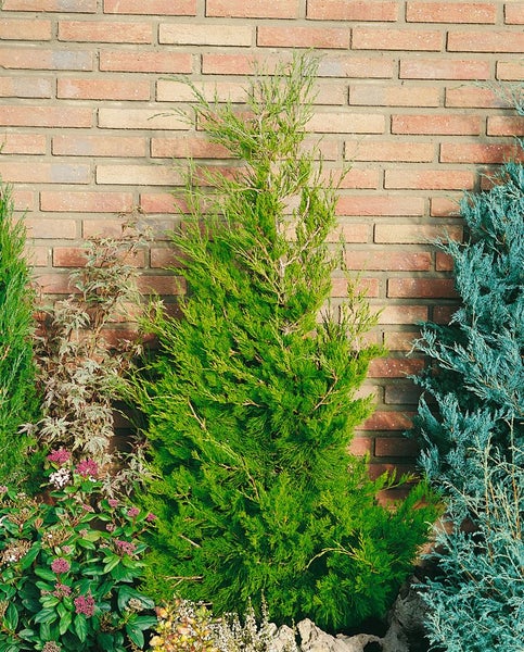 Juniperus virginiana 'Canaertii', Virginischer Wacholder, 60–80 cm