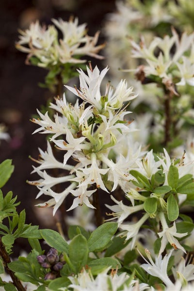 Rhododendron atlanticum, Azalee, weiß-rosa, 30–40 cm