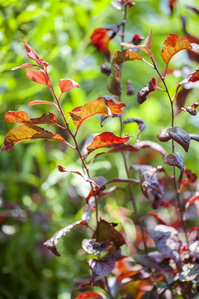 Prunus 'Trailblazer', Zierkirsche, 60–100 cm