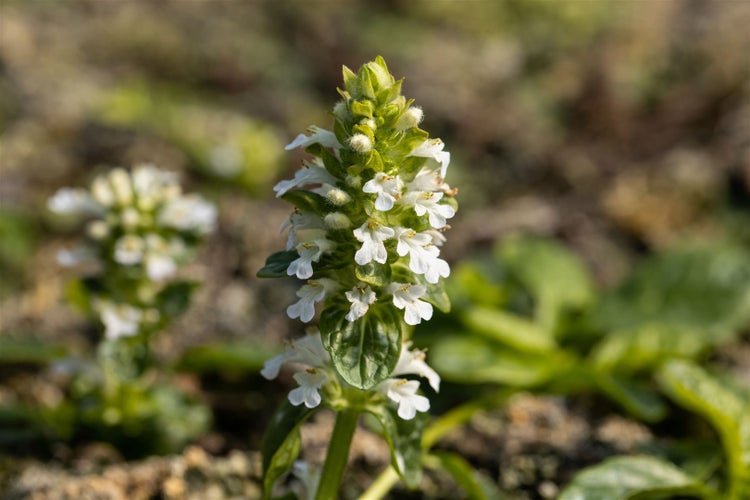 Ajuga reptans 'Alba', Günsel, weißblühend, ca. 9x9 cm Topf