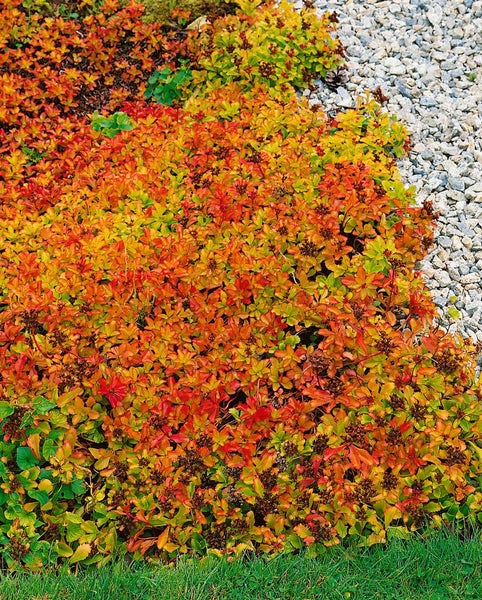 Sedum aizoon, Fetthenne, gelbblühend, ca. 9x9 cm Topf