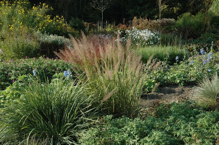 Calamagrostis brachytricha, Diamantgras, 3-5 Liter Container