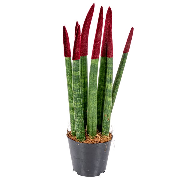 Sansevieria Velvet Touch | Sohle pro Stück - Zimmerpflanze im Anspiratietopf ⌀9 cm - Höhe ↕35 cm