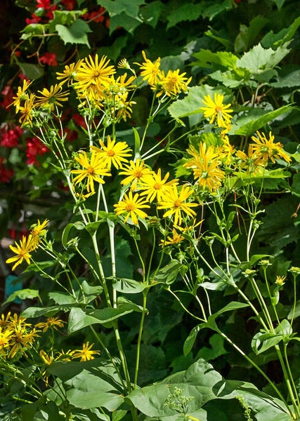 Blühende Telekie im Gartenbeet