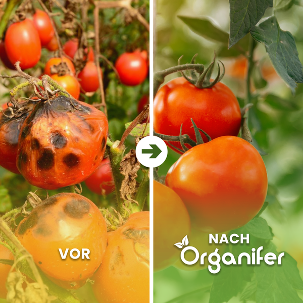 Vorher-nachher-Vergleich von Tomatenpflanzen mit und ohne Behandlung