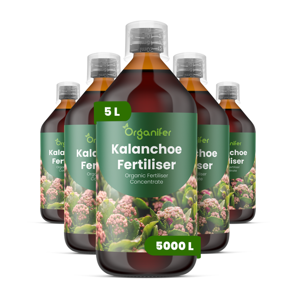 Fünf Flaschen Organifer Kalanchoe-Dünger, 5 Liter organisches Düngerkonzentrat für circa 5000 Liter Gießwasser.