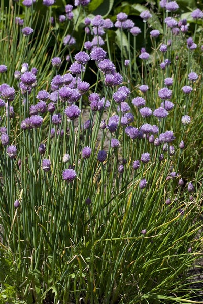 Allium schoenoprasum, Schnittlauch, ca. 9x9 cm Topf
