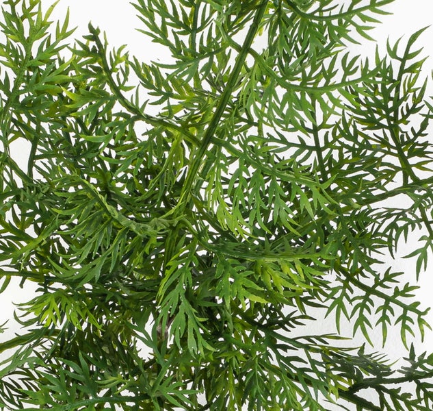 Nahaufnahme der grünen gelochten Blätter einer Monstera adansonii Monkey Mask Zimmerpflanze.