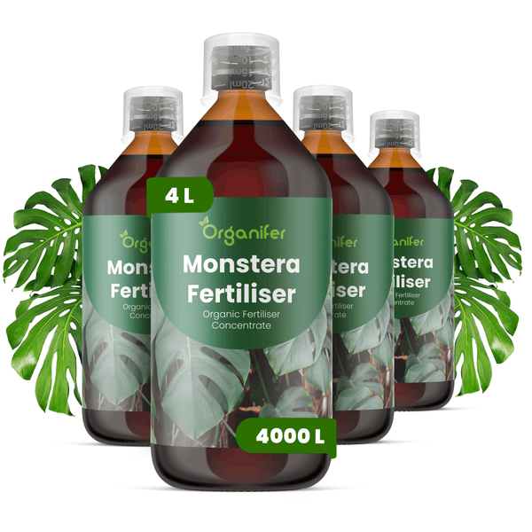 Vier Flaschen Organifer Monstera Dünger, organisches Konzentrat, 4 Liter ausreichend für 4000 Liter, mit Monstera-Blättern.