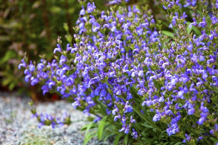 Salvia lavandulifolia, Spanischer Salbei, aromatisch, ca. 9x9 cm Topf