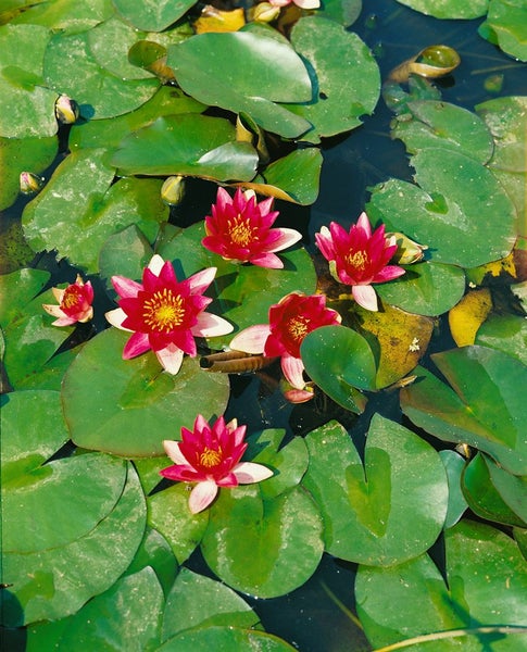 Nymphaea x cult.'Attraction', Seerose, rot, ca. 11x11 cm Topf