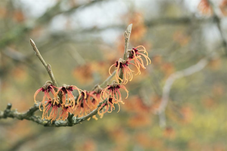 Hamamelis intermedia 'Jelena', Zaubernuss, kupferorange, 60–80 cm