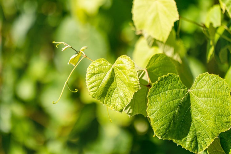 Vitis vinifera 'Erdbeertraube', Weinrebe, 100–150 cm