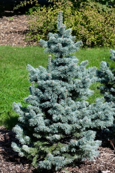 Blaufichte im Garten