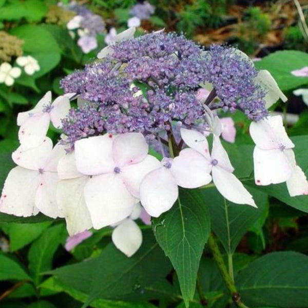 Rispenhortensie im Gartenbeet