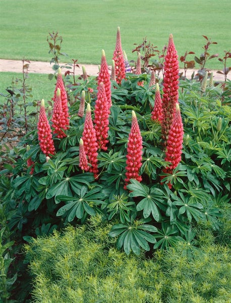 Lupinus polyphyllus 'Edelknabe', Lupine, rosa, ca. 11x11 cm Topf