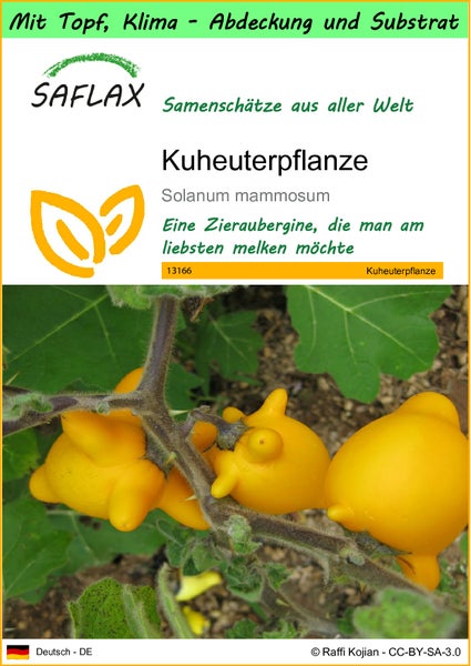 SAFLAX Garden to go - Kuheuterpflanze - Solanum mammosum - 10 Samen - Mit Topf, Klima - Deckel und Anzuchtsubstrat