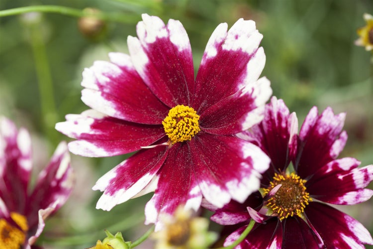 Coreopsis rosea 'Ruby Frost', Mädchenauge, rosa, ca. 11x11 cm Topf