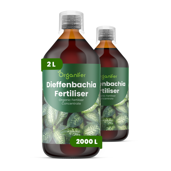 Organifer Dieffenbachia Bio-Flüssigdünger Konzentrat, zwei 2 Liter Flaschen mit einer Ergiebigkeit von 2000 Litern.