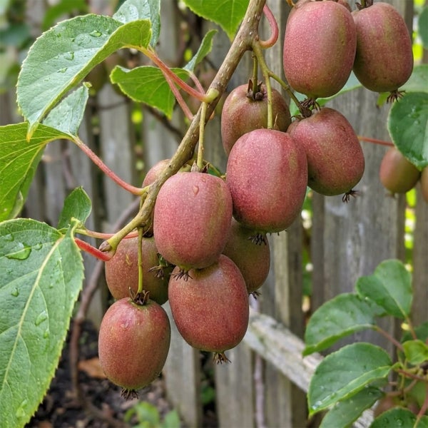Rote Mini-Kiwis Actinidia arguta an einem Zweig mit grünen Blättern.