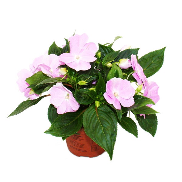 Edel-Lieschen - Impatiens Neu-Guinea - 12cm Topf - Set mit 3 Pflanzen - Zartes Violett
