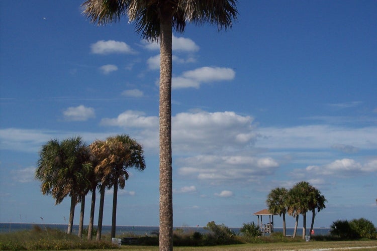 SAFLAX Garden to go - Palmettopalme - Sabal palmetto - 8 Samen - Mit Topf, Klima - Deckel und Anzuchtsubstrat