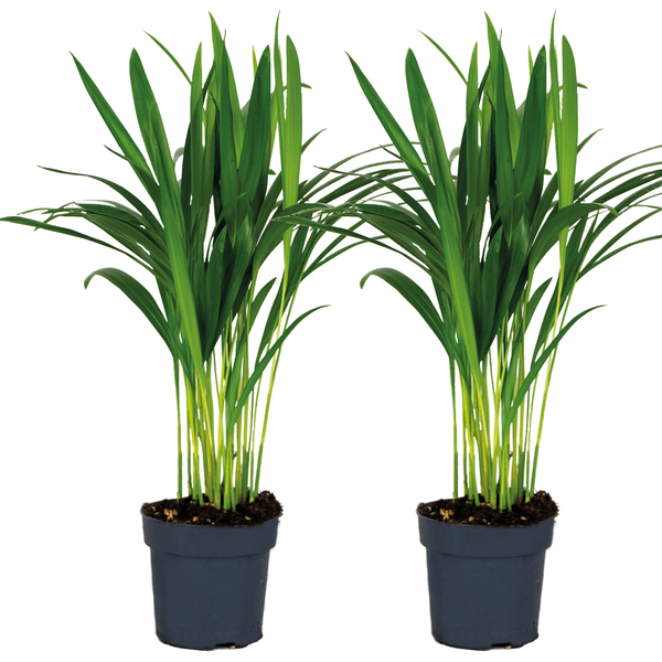 2x Dypsis Lutescens - Goldpalme - Zimmerpflanze - Pflegefreundlich – ⌀12 cm - ↕20-25 cm